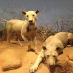 Chicago: Field Museum Ticket & Highlights Digital Tour - Inside the Museum: A Closer Look