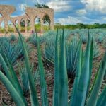 Chichen Itza, Cenote, Tequila and Valladolid Tour from Cancun - Practical Details That Matter