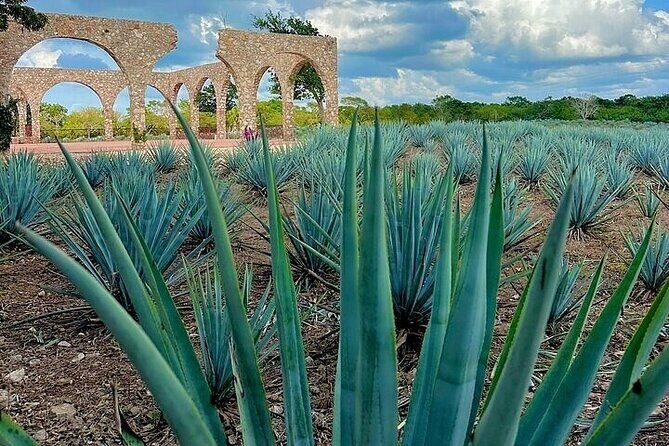 Chichen Itza, Cenote, Tequila and Valladolid Tour from Cancun - Practical Details That Matter