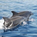 Chincoteague Dolphin Watching Boat Tour - Who Should Consider This Tour?