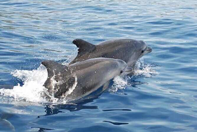 Chincoteague Dolphin Watching Boat Tour - Who Should Consider This Tour?
