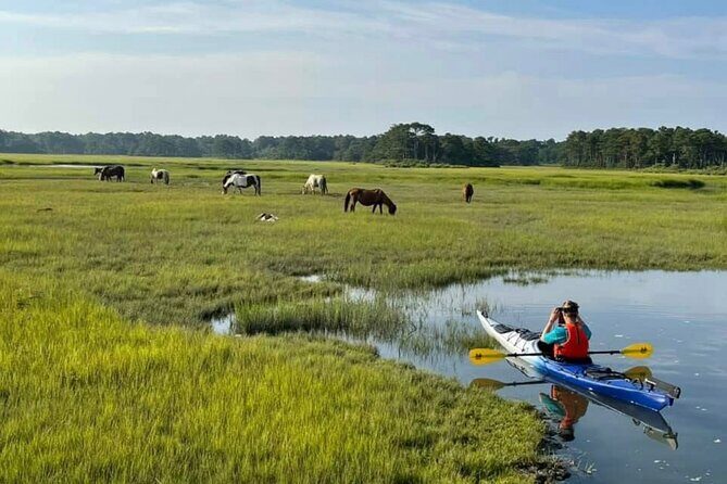 Chincoteague Kayak Rentals around Assateague Island - The Sum Up