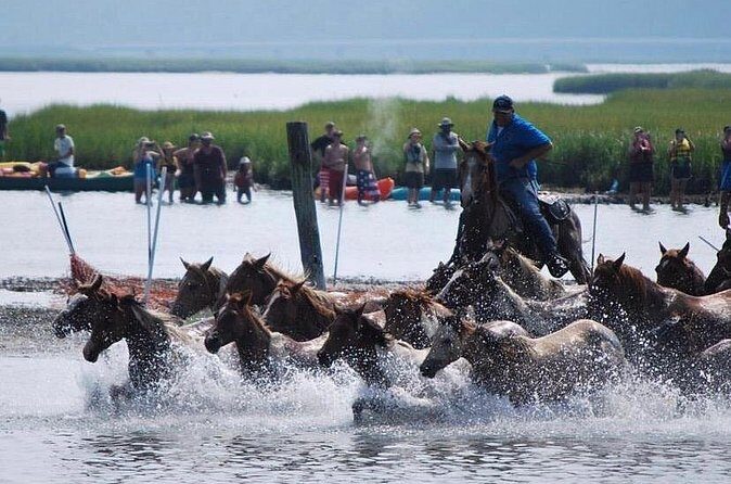 Chincoteague Pony Swim Kayak Tour 2026 with shuttle - What Makes This Tour Stand Out