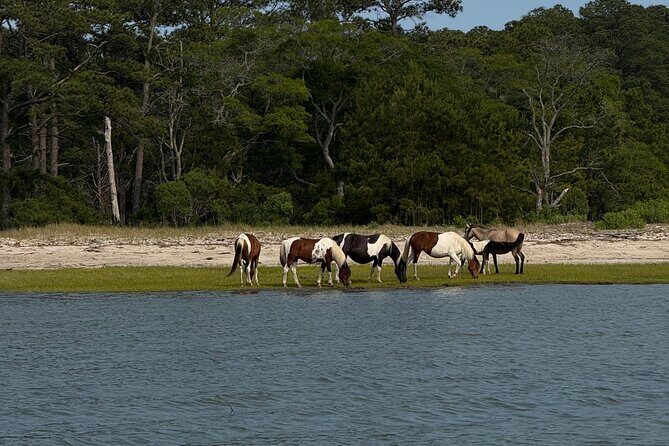 Chincoteague Wildlife Sunset Boat Tour - Who Should Consider This Tour?