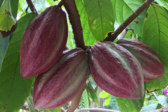 Chocolate Tour in Vallarta - Authenticity and Cultural Connection