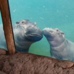 Cincinnati: Cincinnati Zoo Admission Ticket - Who Will Appreciate This Experience?