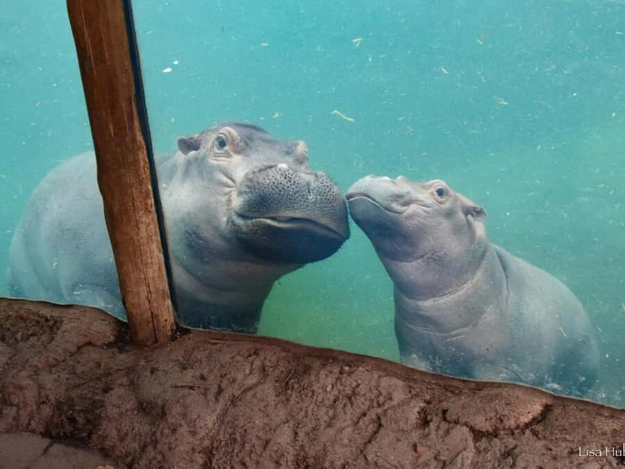 Cincinnati: Cincinnati Zoo Admission Ticket - Who Will Appreciate This Experience?