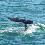 City Cruises San Diego: Whale and Dolphin Watching Adventure - The Experience from Start to Finish