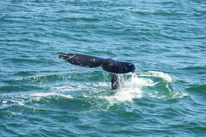 City Cruises San Diego: Whale and Dolphin Watching Adventure - The Experience from Start to Finish