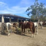 City Tour & Beach Club All Inclusive Horse Ride Water Sports - What Travelers Say