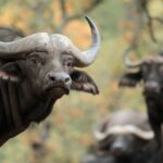 Classic Safari Adventure at Safari West - The Experience: What Travelers Are Saying