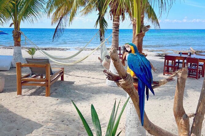 Clear Boat and Island Tour by Buggy with Mayan Experience - Transportation, Guides, and Group Size