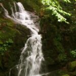 Clear Creek Falls Hike - The Value of a Guided Forest Hike