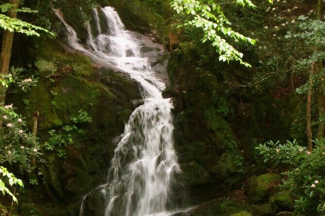 Clear Creek Falls Hike - The Value of a Guided Forest Hike