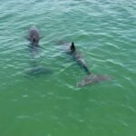 Clearwater Beach: BYOB Evening Cruise with Dolphin Sightings - The Sum Up