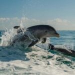 Clearwater Beach: Dolphin Excursion - Flippers Fun Boat - What to Expect During Your Tour