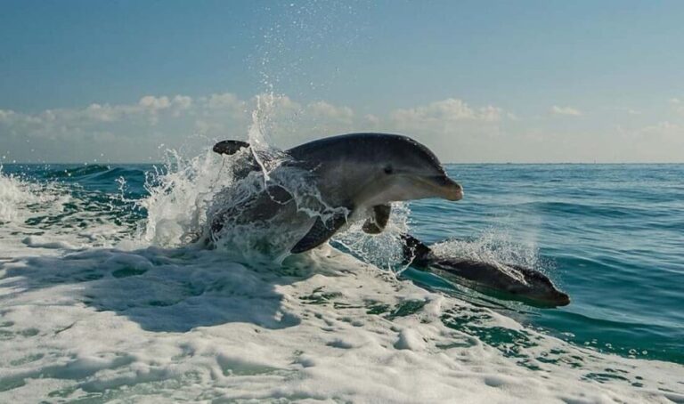 Clearwater Beach: Dolphin Excursion - Flippers Fun Boat - What to Expect During Your Tour