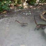 Cobá Ruins Tour (Private, Half Day) - What Makes This Tour Stand Out