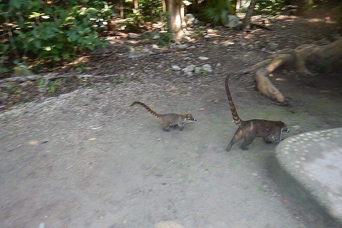 Cobá Ruins Tour (Private, Half Day) - What Makes This Tour Stand Out