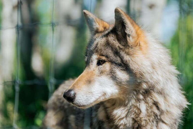 Cochrane: Yamnuska Wolfdog Sanctuary Tour - Visiting Details and Practical Tips