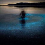 Cocoa Beach: Bioluminescent Paddle Raft Tour - How the Tour Is Structured