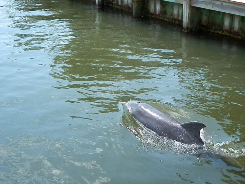 Cocoa Beach Dolphin and Wildlife Tour - Who Will Love This Tour?