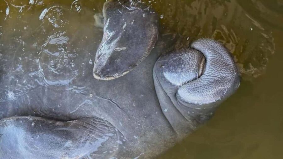 Cocoa Beach: Dolphin & Manatee Pontoon Cruise - The Sum Up