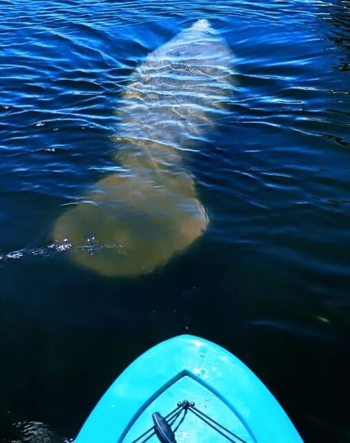 Cocoa Beach/Merritt Island: Guided Dolphin and Manatee Tour - FAQs