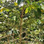 Coffee Plantation Experience - Who Will Enjoy This Tour?