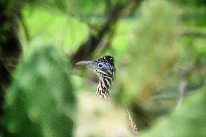 Colima Volcano Birdwatching Tour - Final Thoughts