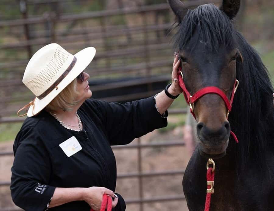 Colorado Springs: Mindfulness with Rescue Mustangs - What You Can Expect During the Session