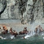 Columbia Glacier Cruise from Valdez - Wildlife and Glacier Encounters