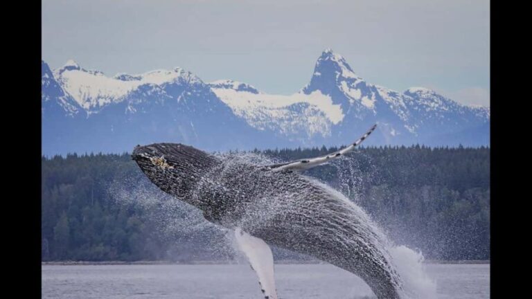 Comox: 4 Hour Whale and Wildlife Watching Tour - Final Thoughts