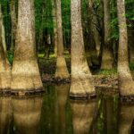 Congaree National Park Self Guided Audio Walking Tour - What Our Reviewers Say