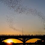 Congress Bridge Kayaking Bat Tour - Why This Tour Offers Great Value