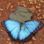 Costa Maya Shore Excursion: Chacchoben Day Trip - Overview of the Tour Experience