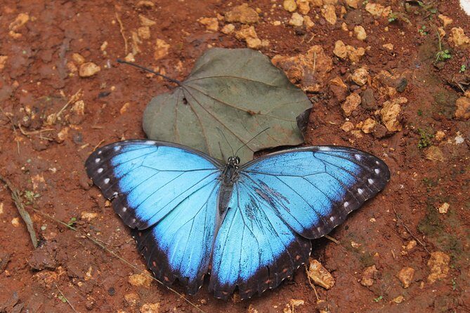 Costa Maya Shore Excursion: Chacchoben Day Trip - Overview of the Tour Experience