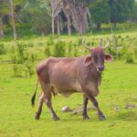 Costa Maya Shore Excursion: Chacchoben Small Group Tour with Food & Drinks - What’s Included and What to Keep in Mind