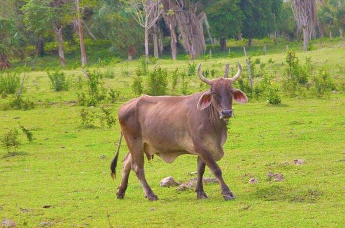 Costa Maya Shore Excursion: Chacchoben Small Group Tour with Food & Drinks - What’s Included and What to Keep in Mind