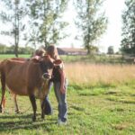 Cow Cuddles Moo Moo Bovine Therapy - The Itinerary in Detail