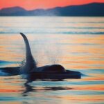 Cowichan Bay Half Day Whale & Wildlife Adventure - What Reviewers Say