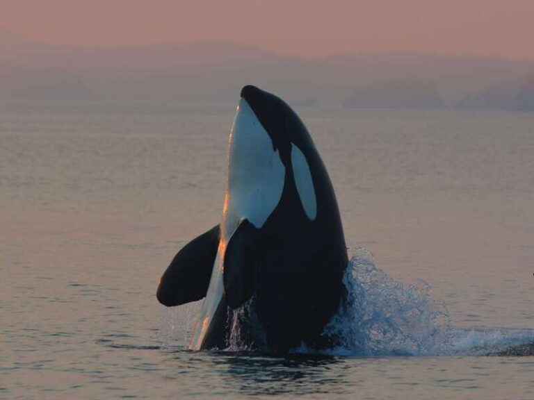 Cowichan Bay: Half-Day Whale & Wildlife Adventure - What Makes This Tour Special?