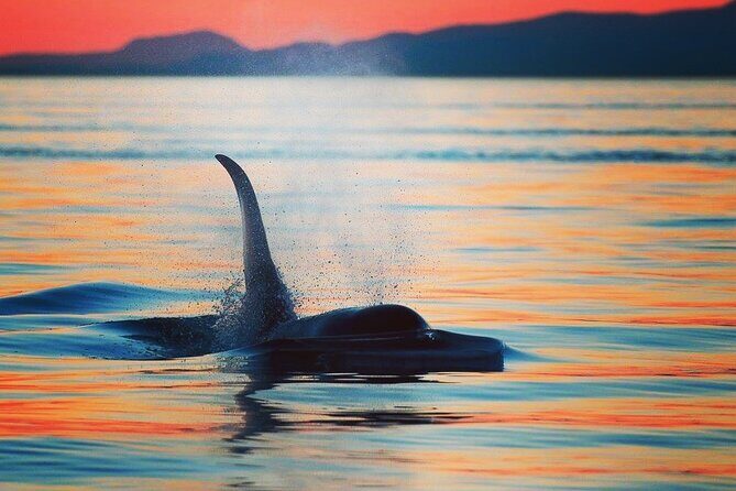 Cowichan Bay Half Day Whale & Wildlife Adventure - What Reviewers Say