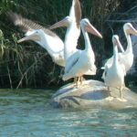 Coyuca Lagoon From Acapulco - Breaking Down the Itinerary