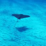 Cozumel: 2-Tank Dive, Eagle Ray Wall for Certified Divers - What to Consider Before Booking
