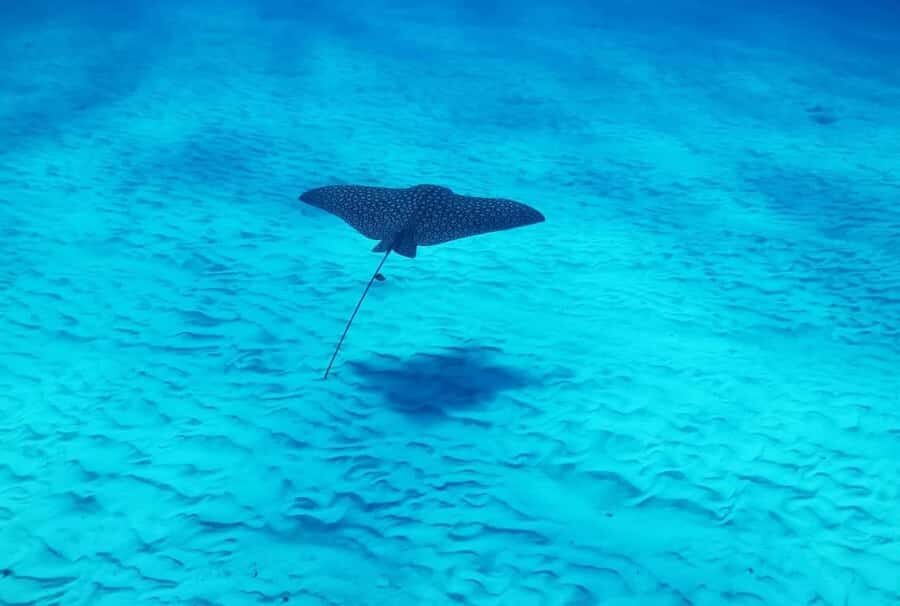 Cozumel: 2-Tank Dive, Eagle Ray Wall for Certified Divers - What to Consider Before Booking