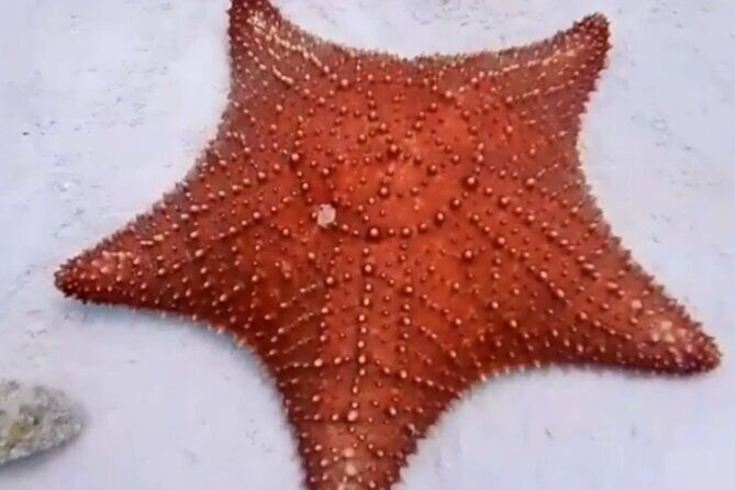 Cozumel 4 Hour Boat Sky Tour - Detailed Breakdown of the Itinerary