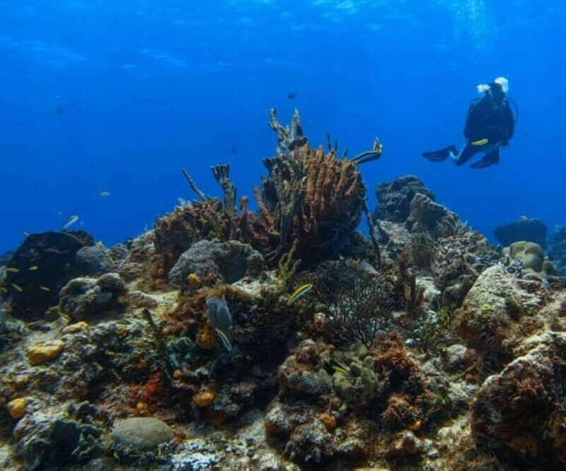 Cozumel: Discover Scuba Diving - Additional Details and Practical Tips