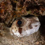 Cozumel Discover Scuba Diving from boat - The Experience of the Reefs and Marine Life