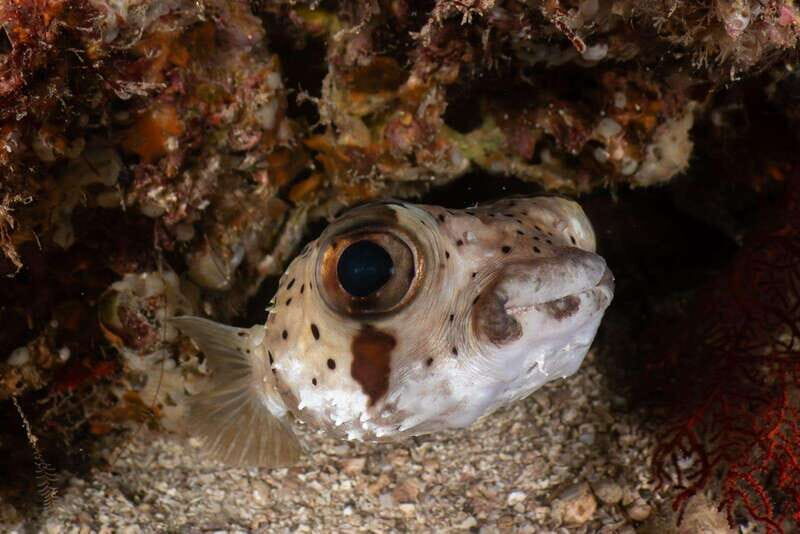 Cozumel Discover Scuba Diving from boat - The Experience of the Reefs and Marine Life